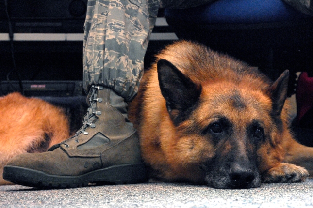 Whiskey, an explosive protection military working dog with the 48th Security Forces, relaxes between the legs of his handler U.S. Air Force Tech. Sgt. Chris A. Beavers, a kennel master with the 48th Security Forces, June 24, 2008, at Royal Air Force Feltwell, England. Whiskey is being retired after serving over six honorable years at RAF Lakenheath because of medical reasons. (U.S. Air Force photo by Airman Perry Aston/Released)