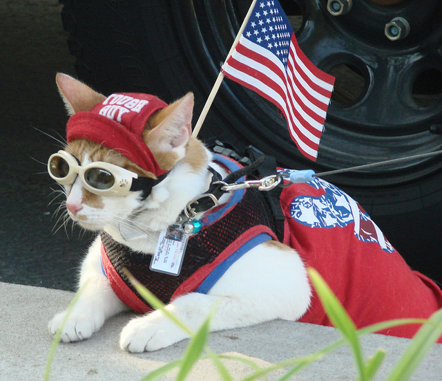 cat in American patriotic costume and goggle